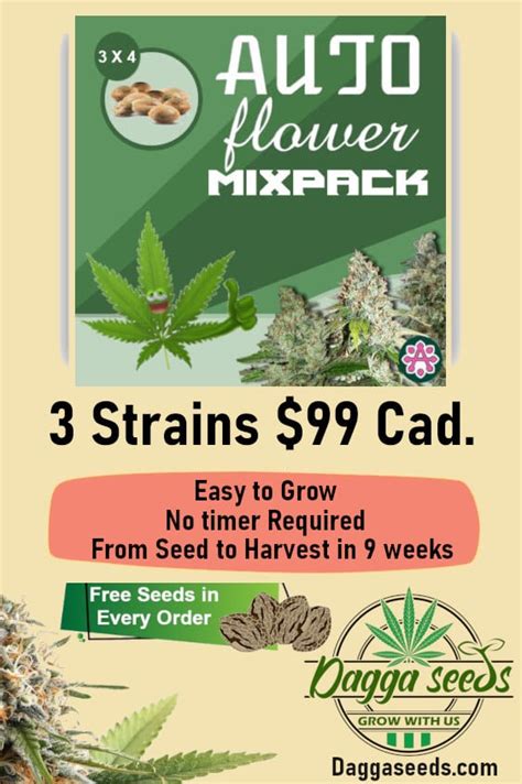 Autoflower Variety Pack Rdaggaseeds