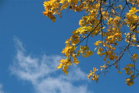 Orange yellow autumn leaves on sky background. Fall season, october ...