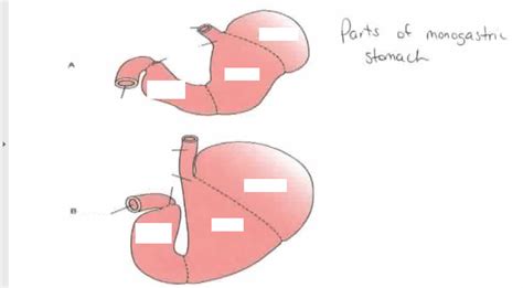 Monogastric Stomach Diagram Quizlet