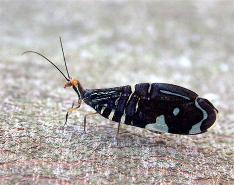 Lacewings And Antlions Order Neuroptera The Australian Museum