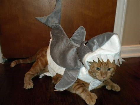 Cat In Shark Costume Funny Cats Cat Dressed As Shark