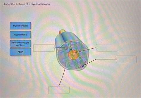 Solved Label the features of a myelinated axon. Myelin | Chegg.com