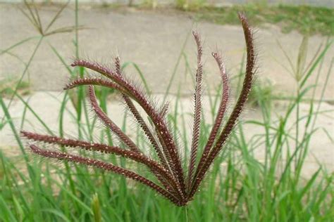 Chloris Barbata