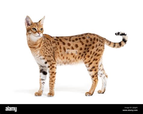 Side View Of A Savannah F1 Cat Is A Hybrid Cat Cross Between A Serval