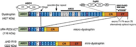 Functional Domains Of Dystrophin And Structural Features Of Mini And