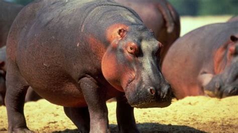 Hippo Beach Filmmaker Interview Nature Pbs