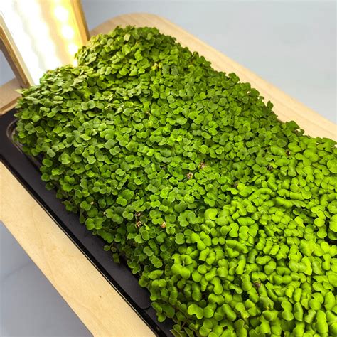 Microgreens Rucola – BERLIN GREEN