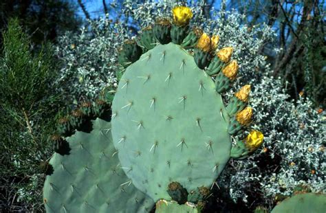 Alamos Succs Opuntia Robusta Nopal Rodajon Tuna Tapona