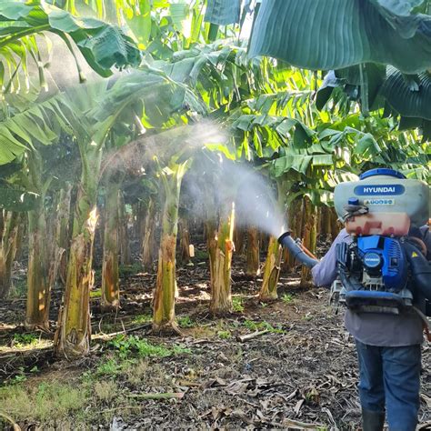 ¿qué Son Los Insecticidas Y Para Qué Sirven Marketing Arm El Salvador