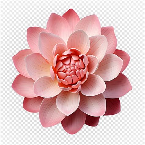 Premium Psd Pink Lotus Flower Blooming Top View Isolated On