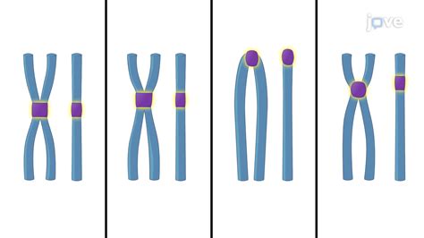 Chromosome Structure and Autonomously Replicating Sequences (ARSs ...