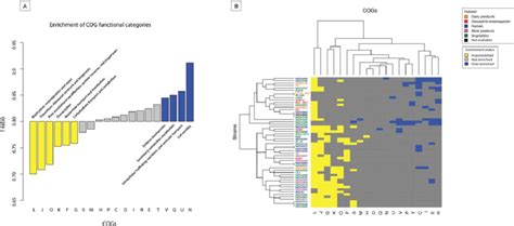 Analysis Of Functional Divergence In L Plantarum A Functional Download Scientific Diagram