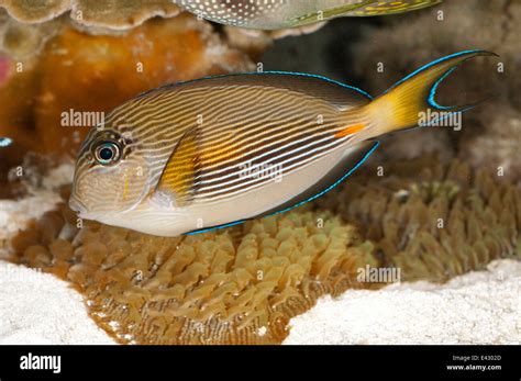 Lined Surgeonfish Acanthurus Lineatus Acanthuridae Indo Pacific Stock