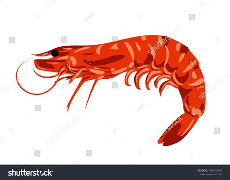 Red Boiled Shrimp Tiger Prawns Isolated Stock Vector Royalty Free