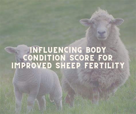 Crystalyx Successful Sheep Fertility And Breeding With Crystalyx®