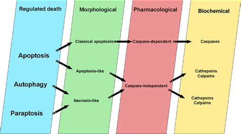 Current Pcd Classifications Apoptosis Autophagy And Paraptosis The