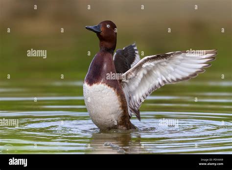 Male Ferruginous Duck Aythya Nyroca Stock Photo Alamy