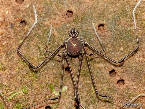 Harvestman On Its Nest Nomoclastidae The Male Harvestman Flickr