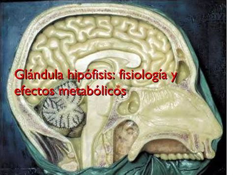 Farmacologia Matabolica Y Endocrina Ppt