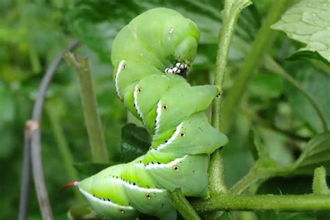 8 Types Of Caterpillars In Arizona Pictures Wildlife Informer