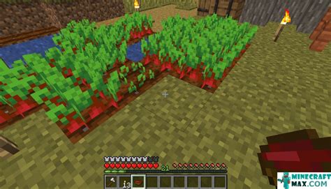 how to grow beets in minecraft