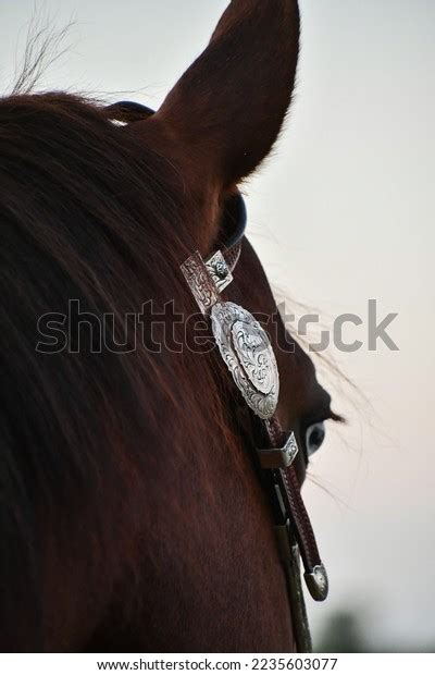 Show Quarter Horse Headstall Details Stock Photo 2235603077 | Shutterstock