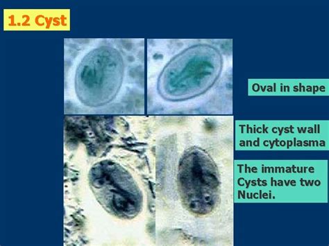 Giardia Lamblia Giardia Lamblia Intestinal Flagellate Lives In