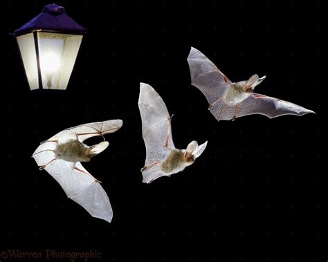 Long-eared Bat flight sequence photo WP10221