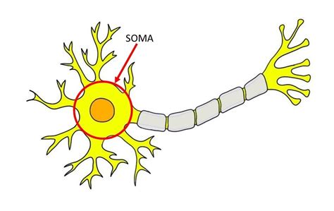 Neuron Diagram - Neuron Project