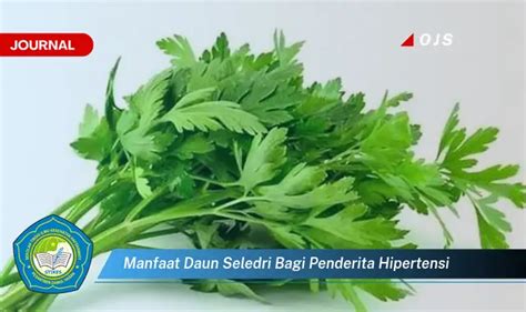 Bikin Penasaran Ketahui 10 Manfaat Daun Seledri Bagi Penderita