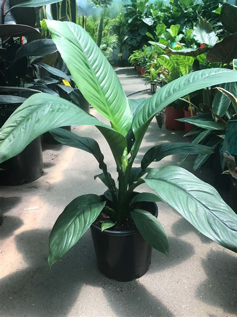 Spathiphyllum Sensation Peace Lily 10 Pot Hello Hello Plants And Garden Supplies