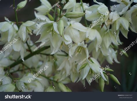 Yucca Blooming White Flowers July Yucca Stock Photo 2028657227