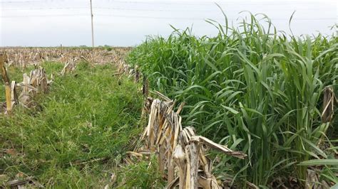 Broadcast Cover Crop Seeding Rates May Hinge On Previous Crop