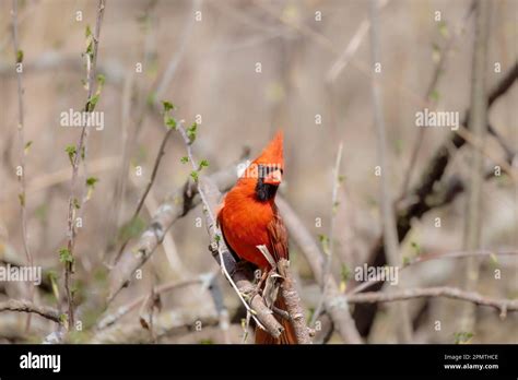 The Northern Cardinal Cardinalis Cardinalis Male In Spring During