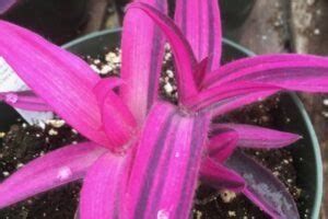 Tradescantia Pallida Care Purple Heart Variegata