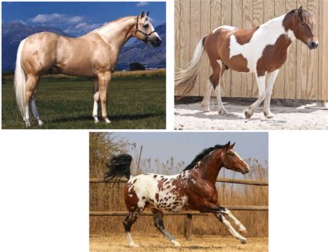 Equine Breeds And Classifications Flashcards Quizlet