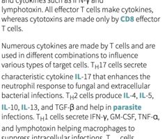 Chapter T Cell Mediated Immunity Flashcards Quizlet