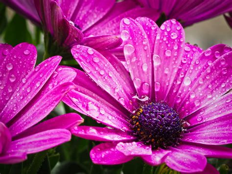 Immagini Belle Acqua Natura Fiorire Fiore Petalo Fioritura