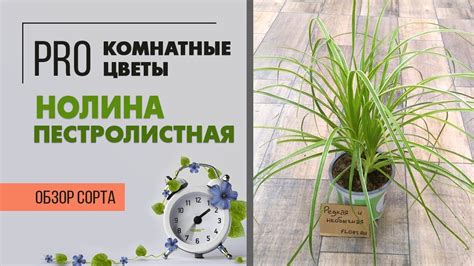 Нолина пестролистная - редкая и необычная | Одно из самых неприхотливых ...