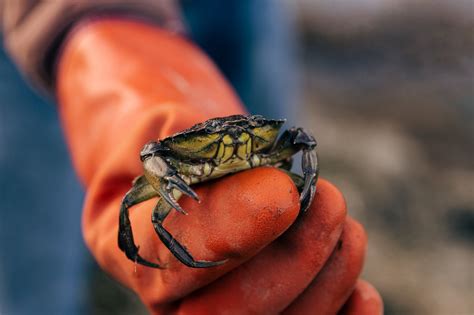 How to Identify Green Crabs - Green Crab Co