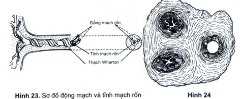 CÁc PhẦn PhỤ CỦa Thai ĐỦ ThÁng