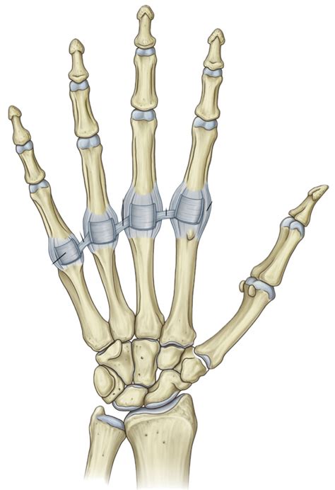 hand + wrist bones Diagram | Quizlet