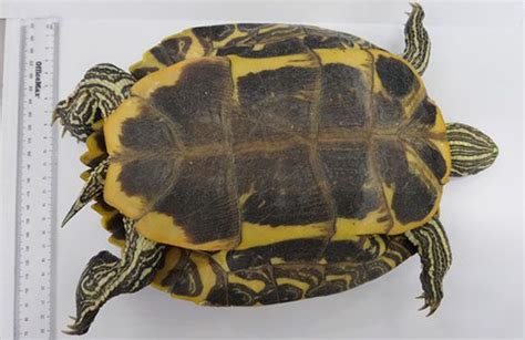 Red Eared Slider Turtle