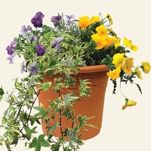 Mixed Floral 2 Pre Planted Containers Garden Nurseries UK Garden