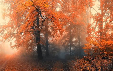 Autumn Aesthetic Cozy Fall HD Wallpaper Pxfuel