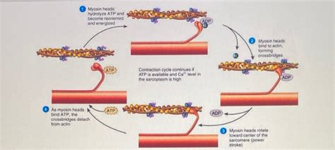 Solved Myosin heads hydrolyze ATP and become reoriented and | Chegg.com