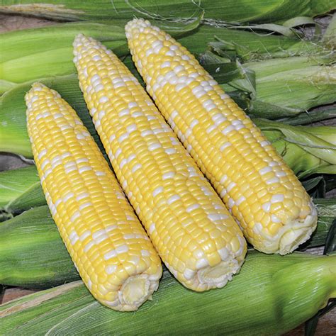 Sweet Corn Ambrosia Bicolor Hybrid Untreated Corn Jw Jung Seed