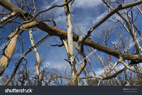 Burnt Tree Silhouette Against Blue Sky Stock Photo 135559565 Shutterstock