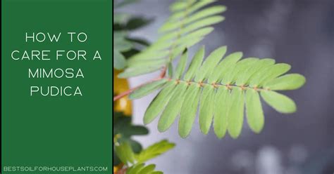 Mimosa Pudica Care An Awesome Guide 2022 To Grow Mimosa