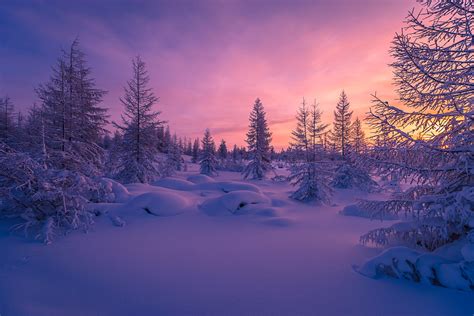 Download Pink Sunset Snow Forest Tree Nature Winter Hd Wallpaper